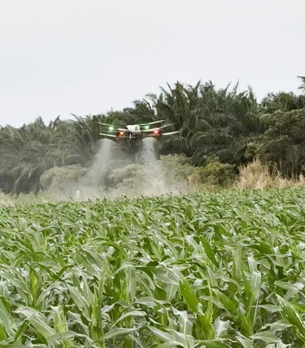 Agriculture drone spraying corn field