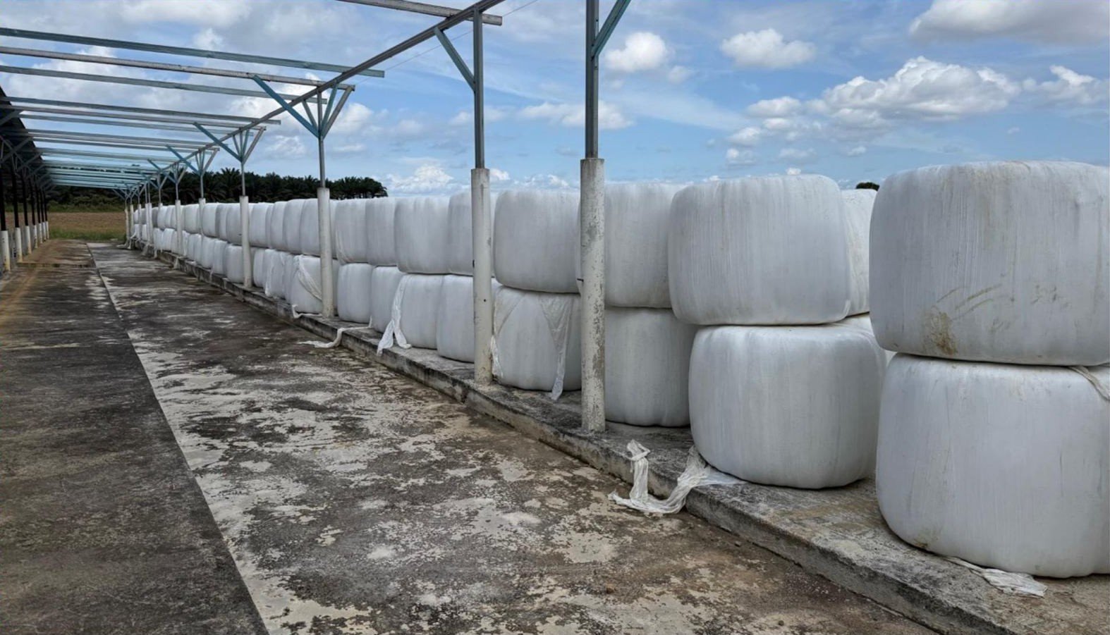 Sealed silage bales fermenting under cover