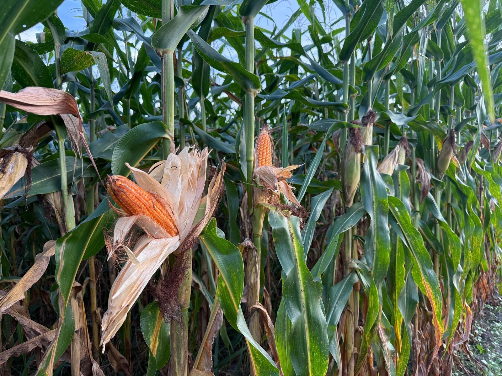 Mature corn cobs ready for harvest