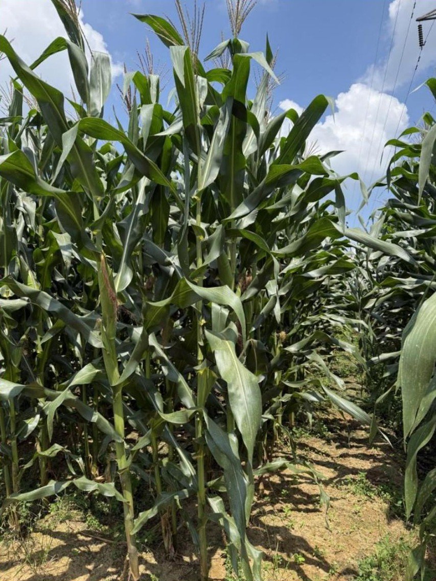 Corn field at pollination phase